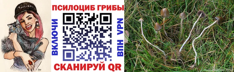 Галлюциногенные грибы Psilocybine cubensis Пионерский